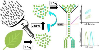 A Versatile High Throughput Screening Platform for Plant Metabolic Engineering Highlights the Major Role of ABI3 in Lipid Metabolism Regulation